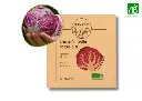 Chicorée palla rossa DL