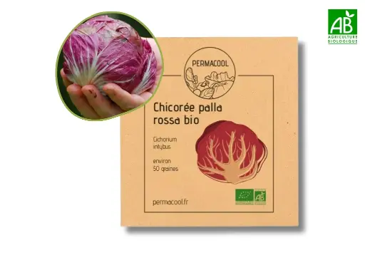 [PC-466DL] Chicorée palla rossa DL